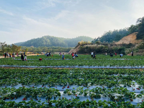 九龍生態(tài)園7月、8月水果采摘有哪些